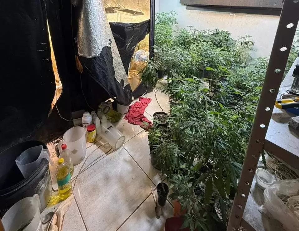 Polícia Civil localiza laboratório para cultivo ilícito de drogas em Chapadão do Sul