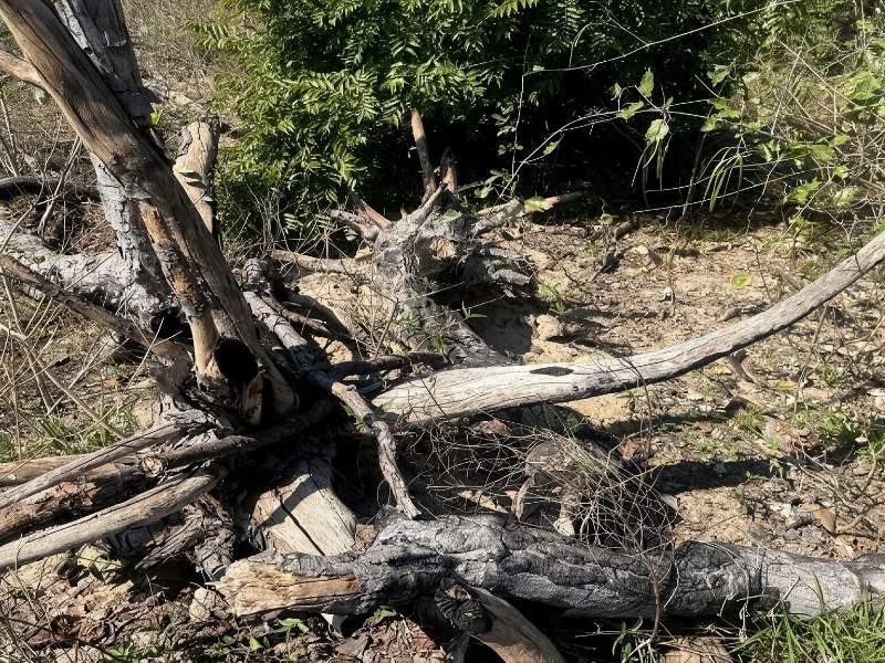 MPMS investiga desmatamento de mais de 750 hectares no Pantanal de Corumbá